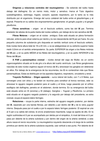 Orígenes y relaciones centrales del neumogástrico - Se extiende del bulbo hasta
debajo del diafragma. Es un nervio mixto, motor y sensitivo. Inerva el Tubo digestivo
subdiafragmático, estómago, hígado, corazón, aparato respiratorio, por lo tanto es lo más
distribuido por el organismo. Emerge del surco colateral del bulbo entre el glosofaríngeo y el
espinal. Presenta en su salida dos engrosamientos ganglionares: el ganglio yugular y el ganglio
plexiforme.
       Fibras sensitivas – origen                   en el fascículo solitario, como las del IX par. Termina
alrededor de células de la parte media del núcleo solitario, por debajo de la raíz sensitiva del IX.
       Fibras Motoras – origen en el núcleo ambiguo. Este está situado en plena formación
reticular, entre la para olivar externa por dentro y la raíz descendente del V par por fuera. Es una
pequeña columna de substancia gris dispuesta en sentido vertical como el fascículo solitario.
Este núcleo tiene altura total de 18 a 20 mm, u va se adelgandose en su extremo superior hasta
medir 0,5mm en el sentido anteroposterior. Su parte SUPERIOR da origen a los filetes motores
del IX par, y en su parte MÉDIA al los filetes del neumogástrico, y en su parte INFERIOR a las
fibras del XI par.
       X PAR y parasimpático craneal – núcleo dorsal del vago de Muller, es un centro
organovegetativo situado en la ala gris a la altura del cuarto ventrículo. Las fibras ganglionares
nascidas de este núcleo orgánico siguen el tronco del X y atraviesan los ganglios sin detenerse
en ellos. Por debajo de la emergencia de los recurrentes, los X no contendrían más que fibras
parasimpáticas. Estas se distribuyen en los aparatos digestivo, respiratorio, circulatorio y renal.
       Trayecto Periférico – Origen aparente – surco lateral del bulbo, con 7 o 8 filetes, que
convergen unos con otros y no tardan en reunirse para constituir el tronco nervioso, este va
atravesar lo agujero rasgado posterior para el cuello y el tórax, luego pasando por el orificio
esofágico del diafragma, penetra en el abdomen, donde termina. En su emergencia del bulbo
está situado entre en IX (encima) y XI (debajo). Ganglios – Yugular y Plexiforme. Lo primero
está situado en el agujero rasgado posterior y lo segundo por debajo del precedente, es extra
craneal, ocupa el espacio latero faríngeo.
       Relaciones – ocupa la parte interna, estrecha del agujero rasgado posterior, por detrás
del IX, separado por una banda fibrosa, por delante y por dentro del XI y de la vena yugular
interna. Después pasa por el cuello e por lo espacio latero faríngeo posterior. El espinal se une
al X par a su salida del cráneo, le envía anastomosis importante, luego se aparta de ello. En la
región subhioidea el X par es acompañado por detrás por el simpático. A nivel del tórax el X par
pasa por delante de la arteria subclavia y por dentro del origen de la arteria vertebral, a esta
altura nasce el nervio recurrente. Lo neumogástrico izquierdo desciende a lo largo de la carótida
primitiva por dentro de la arteria subclavia izquierda, casi vertical a ese punto. Por delante de él

       Santa Cruz de La Sierra, Bolivia, 2011. renatynn@hotmail.com   * http://lattes.cnpq.br/6160020095886023
 