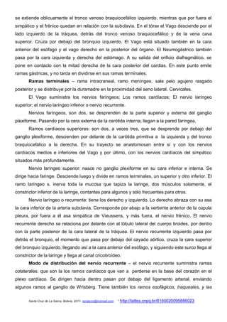 se extiende oblicuamente el tronco venoso braquiocefálico izquierdo, mientras que por fuera el
simpático y el frénico quedan en relación con la subclavia. En el tórax el Vago desciende por el
lado izquierdo de la tráquea, detrás del tronco venoso braquiocefálico y de la vena cava
superior. Cruza por debajo del bronquio izquierdo. El Vago está situado también en la cara
anterior del esófago y el vago derecho en la posterior del órgano. El Neumogástrico también
pasa por la cara izquierda y derecha del estómago. A su salida del orificio diafragmático, se
pone en contacto con la mitad derecha de la cara posterior del cardias. En este punto emite
ramas gástricas, y no tarda en dividirse en sus ramas terminales.
       Ramas terminales – rama intracraneal, ramo meníngeo, sale pelo agujero rasgado
posterior y se distribuye por la duramadre en la proximidad del seno lateral. Cervicales.
       El Vago suministra los nervios faríngeos; Los ramos cardíacos; El nervio laríngeo
superior; el nervio laríngeo inferior o nervio recurrente.
       Nervios faríngeos, son dos, se desprenden de la parte superior y externa del ganglio
plexiforme. Pasando por la cara externa de la carótida interna, llegan a la pared faríngea.
       Ramos cardíacos superiores: son dos, a veces tres, que se desprende por debajo del
ganglio plexiforme, descienden por delante de la carótida primitiva a la izquierda y del tronco
braquiocefálico a la derecha. En su trayecto se anastomosan entre sí y con los nervios
cardíacos medios e inferiores del Vago y por último, con los nervios cardíacos del simpático
situados más profundamente.
       Nervio laríngeo superior: nasce no ganglio plexiforme en su cara inferior e interna. Se
dirige hacia faringe. Desciende luego y divide en ramos terminales, un superior y otro inferior. El
ramo laríngeo s. inerva toda la mucosa que tapiza la laringe, dos músculos solamente, el
constrictor inferior de la laringe, contantes para algunos y sólo frecuentes para otros.
       Nervio laríngeo o recurrente: tiene los derecho y izquierdo. Lo derecho abraza con su asa
la cara inferior de la arteria subclavia. Corresponde por abajo a la vertiente anterior de la cúpula
pleura, por fuera a él asa simpática de Vieussens, y más fuera, el nervio frénico. El nervio
recurrente derecho se relaciona por delante con el lóbulo lateral del cuerpo tiroides, por dentro
con la parte posterior de la cara lateral de la tráquea. El nervio recurrente izquierdo pasa por
detrás el bronquio, el momento que pasa por debajo del cayado aórtico, cruza la cara superior
del bronquio izquierdo, llegando así a la cara anterior del esófago, y siguiendo este surco llega al
constrictor de la laringe y llega al canal cricotiroideo.
       Modo de distribución del nervio recurrente – el nervio recurrente suministra ramas
colaterales: que son la los ramos cardíacos que van a perderse en la base del corazón en el
plexo cardíaco. Se dirigen hacia dentro pasan por debajo del ligamento arterial, enviando
algunos ramos al ganglio de Wrisberg. Tiene también los ramos esofágicos, traqueales, y las

       Santa Cruz de La Sierra, Bolivia, 2011. renatynn@hotmail.com   * http://lattes.cnpq.br/6160020095886023
 