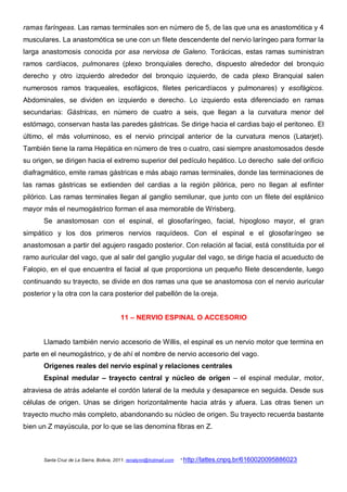 ramas faríngeas. Las ramas terminales son en número de 5, de las que una es anastomótica y 4
musculares. La anastomótica se une con un filete descendente del nervio laríngeo para formar la
larga anastomosis conocida por asa nerviosa de Galeno. Torácicas, estas ramas suministran
ramos cardíacos, pulmonares (plexo bronquiales derecho, dispuesto alrededor del bronquio
derecho y otro izquierdo alrededor del bronquio izquierdo, de cada plexo Branquial salen
numerosos ramos traqueales, esofágicos, filetes pericardíacos y pulmonares) y esofágicos.
Abdominales, se dividen en izquierdo e derecho. Lo izquierdo esta diferenciado en ramas
secundarias: Gástricas, en número de cuatro a seis, que llegan a la curvatura menor del
estómago, conservan hasta las paredes gástricas. Se dirige hacia el cardias bajo el peritoneo. El
último, el más voluminoso, es el nervio principal anterior de la curvatura menos (Latarjet).
También tiene la rama Hepática en número de tres o cuatro, casi siempre anastomosados desde
su origen, se dirigen hacia el extremo superior del pedículo hepático. Lo derecho sale del orificio
diafragmático, emite ramas gástricas e más abajo ramas terminales, donde las terminaciones de
las ramas gástricas se extienden del cardias a la región pilórica, pero no llegan al esfínter
pilórico. Las ramas terminales llegan al ganglio semilunar, que junto con un filete del esplánico
mayor más el neumogástrico forman el asa memorable de Wrisberg.
       Se anastomosan con el espinal, el glosofaríngeo, facial, hipogloso mayor, el gran
simpático y los dos primeros nervios raquídeos. Con el espinal e el glosofaríngeo se
anastomosan a partir del agujero rasgado posterior. Con relación al facial, está constituida por el
ramo auricular del vago, que al salir del ganglio yugular del vago, se dirige hacia el acueducto de
Falopio, en el que encuentra el facial al que proporciona un pequeño filete descendente, luego
continuando su trayecto, se divide en dos ramas una que se anastomosa con el nervio auricular
posterior y la otra con la cara posterior del pabellón de la oreja.


                                          11 – NERVIO ESPINAL O ACCESORIO


       Llamado también nervio accesorio de Willis, el espinal es un nervio motor que termina en
parte en el neumogástrico, y de ahí el nombre de nervio accesorio del vago.
       Orígenes reales del nervio espinal y relaciones centrales
       Espinal medular – trayecto central y núcleo de origen – el espinal medular, motor,
atraviesa de atrás adelante el cordón lateral de la medula y desaparece en seguida. Desde sus
células de origen. Unas se dirigen horizontalmente hacia atrás y afuera. Las otras tienen un
trayecto mucho más completo, abandonando su núcleo de origen. Su trayecto recuerda bastante
bien un Z mayúscula, por lo que se las denomina fibras en Z.



       Santa Cruz de La Sierra, Bolivia, 2011. renatynn@hotmail.com   * http://lattes.cnpq.br/6160020095886023
 