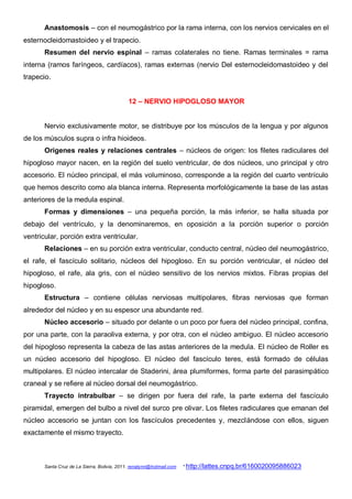 Anastomosis – con el neumogástrico por la rama interna, con los nervios cervicales en el
esternocleidomastoideo y el trapecio.
       Resumen del nervio espinal – ramas colaterales no tiene. Ramas terminales = rama
interna (ramos faríngeos, cardíacos), ramas externas (nervio Del esternocleidomastoideo y del
trapecio.


                                             12 – NERVIO HIPOGLOSO MAYOR


       Nervio exclusivamente motor, se distribuye por los músculos de la lengua y por algunos
de los músculos supra o infra hioideos.
       Orígenes reales y relaciones centrales – núcleos de origen: los filetes radiculares del
hipogloso mayor nacen, en la región del suelo ventricular, de dos núcleos, uno principal y otro
accesorio. El núcleo principal, el más voluminoso, corresponde a la región del cuarto ventrículo
que hemos descrito como ala blanca interna. Representa morfológicamente la base de las astas
anteriores de la medula espinal.
       Formas y dimensiones – una pequeña porción, la más inferior, se halla situada por
debajo del ventrículo, y la denominaremos, en oposición a la porción superior o porción
ventricular, porción extra ventricular.
       Relaciones – en su porción extra ventricular, conducto central, núcleo del neumogástrico,
el rafe, el fascículo solitario, núcleos del hipogloso. En su porción ventricular, el núcleo del
hipogloso, el rafe, ala gris, con el núcleo sensitivo de los nervios mixtos. Fibras propias del
hipogloso.
       Estructura – contiene células nerviosas multipolares, fibras nerviosas que forman
alrededor del núcleo y en su espesor una abundante red.
       Núcleo accesorio – situado por delante o un poco por fuera del núcleo principal, confina,
por una parte, con la paraoliva externa, y por otra, con el núcleo ambiguo. El núcleo accesorio
del hipogloso representa la cabeza de las astas anteriores de la medula. El núcleo de Roller es
un núcleo accesorio del hipogloso. El núcleo del fascículo teres, está formado de células
multipolares. El núcleo intercalar de Staderini, área plumiformes, forma parte del parasimpático
craneal y se refiere al núcleo dorsal del neumogástrico.
       Trayecto intrabulbar – se dirigen por fuera del rafe, la parte externa del fascículo
piramidal, emergen del bulbo a nivel del surco pre olivar. Los filetes radiculares que emanan del
núcleo accesorio se juntan con los fascículos precedentes y, mezclándose con ellos, siguen
exactamente el mismo trayecto.



       Santa Cruz de La Sierra, Bolivia, 2011. renatynn@hotmail.com   * http://lattes.cnpq.br/6160020095886023
 