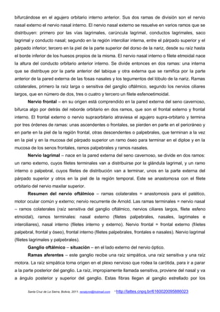 bifurcándose en el agujero orbitario interno anterior. Sus dos ramas de división son el nervio
nasal externo el nervio nasal interno. El nervio nasal externo se resuelve en varios ramos que se
distribuyen: primero por las vías lagrimales, carúncula lagrimal, conductos lagrimales, saco
lagrimal y conducto nasal; segundo en la región interciliar interna, entre el párpado superior y el
párpado inferior; tercero en la piel de la parte superior del dorso de la nariz, desde su raíz hasta
el borde inferior de los huesos propios de la misma. El nervio nasal interno o filete etmoidal nace
la altura del conducto orbitario anterior interno. Se divide entonces en dos ramas: una interna
que se distribuye por la parte anterior del tabique y otra externa que se ramifica por la parte
anterior de la pared externa de las fosas nasales y los tegumentos del lóbulo de la nariz. Ramas
colaterales, primero la raíz larga o sensitiva del ganglio oftálmico, segundo los nervios ciliares
largos, que en número de dos, tres o cuatro y tercero un filete esfenoetimoidal.
       Nervio frontal – en su origen está comprendido en la pared externa del seno cavernoso,
bifurca algo por detrás del reborde orbitario en dos ramos, que son el frontal externo y frontal
interno. El frontal externo o nervio supraorbitario atraviesa el agujero supra-orbitario y termina
por tres órdenes de ramas: unas ascendentes o frontales, se pierden en parte en el pericráneo y
en parte en la piel de la región frontal, otras descendentes o palpebrales, que terminan a la vez
en la piel y en la mucosa del párpado superior un ramo óseo para terminar en el diploe y en la
mucosa de los senos frontales, ramos palpebrales y ramos nasales.
       Nervio lagrimal – nace en la pared externa del seno cavernoso, se divide en dos ramos:
un ramo externo, cuyos filetes terminales van a distribuirse por la glándula lagrimal, y un ramo
interno o palpebral, cuyos filetes de distribución van a terminar, unos en la parte externa del
párpado superior y otros en la piel de la región temporal. Este se anastomosa con el filete
orbitario del nervio maxilar superior.
       Resumen del nervio oftálmico – ramas colaterales = anastomosis para el patético,
motor ocular común y externo; nervio recurrente de Arnold. Las ramas terminales = nervio nasal
– ramos colaterales (raíz sensitiva del ganglio oftálmico, nervios ciliares largos, filete esfeno
etmoidal), ramos terminales: nasal externo (filetes palpebrales, nasales, lagrimales e
interciliares), nasal interno (filetes interno y externo). Nervio frontal = frontal externo (filetes
palpebral, frontal y óseo), frontal interno (filetes palpebrales, frontales e nasales). Nervio lagrimal
(filetes lagrimales y palpebrales).
       Ganglio oftálmico – situación – en el lado externo del nervio óptico.
       Ramas aferentes – este ganglio recibe una raíz simpática, una raíz sensitiva y una raíz
motora. La raíz simpática toma origen en el plexo nervioso que rodea la carótida, para ir a parar
a la parte posterior del ganglio. La raíz, impropiamente llamada sensitiva, proviene del nasal y va
a ángulo posterior y superior del ganglio. Estas fibras llegan al ganglio estrellado por los

       Santa Cruz de La Sierra, Bolivia, 2011. renatynn@hotmail.com   * http://lattes.cnpq.br/6160020095886023
 