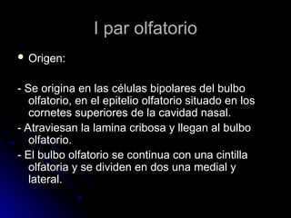 I par olfatorio
I par olfatorio
 Origen:
Origen:
- Se origina en las células bipolares del bulbo
- Se origina en las células bipolares del bulbo
olfatorio, en el epitelio olfatorio situado en los
olfatorio, en el epitelio olfatorio situado en los
cornetes superiores de la cavidad nasal.
cornetes superiores de la cavidad nasal.
- Atraviesan la lamina cribosa y llegan al bulbo
- Atraviesan la lamina cribosa y llegan al bulbo
olfatorio.
olfatorio.
- El bulbo olfatorio se continua con una cintilla
- El bulbo olfatorio se continua con una cintilla
olfatoria y se dividen en dos una medial y
olfatoria y se dividen en dos una medial y
lateral.
lateral.
 