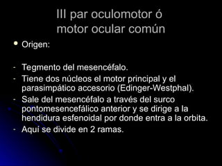 III par oculomotor ó
III par oculomotor ó
motor ocular común
motor ocular común
 Origen:
Origen:
- Tegmento del mesencéfalo.
Tegmento del mesencéfalo.
- Tiene dos núcleos el motor principal y el
Tiene dos núcleos el motor principal y el
parasimpático accesorio (Edinger-Westphal).
parasimpático accesorio (Edinger-Westphal).
- Sale del mesencéfalo a través del surco
Sale del mesencéfalo a través del surco
pontomesencefálico anterior y se dirige a la
pontomesencefálico anterior y se dirige a la
hendidura esfenoidal por donde entra a la orbita.
hendidura esfenoidal por donde entra a la orbita.
- Aquí se divide en 2 ramas.
Aquí se divide en 2 ramas.
 