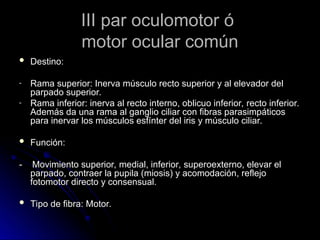 III par oculomotor ó
III par oculomotor ó
motor ocular común
motor ocular común
 Destino:
Destino:
- Rama superior: Inerva músculo recto superior y al elevador del
Rama superior: Inerva músculo recto superior y al elevador del
parpado superior.
parpado superior.
- Rama inferior: inerva al recto interno, oblicuo inferior, recto inferior.
Rama inferior: inerva al recto interno, oblicuo inferior, recto inferior.
Además da una rama al ganglio ciliar con fibras parasimpáticos
Además da una rama al ganglio ciliar con fibras parasimpáticos
para inervar los músculos esfínter del iris y músculo ciliar.
para inervar los músculos esfínter del iris y músculo ciliar.
 Función:
Función:
- Movimiento superior, medial, inferior, superoexterno, elevar el
- Movimiento superior, medial, inferior, superoexterno, elevar el
parpado, contraer la pupila (miosis) y acomodación, reflejo
parpado, contraer la pupila (miosis) y acomodación, reflejo
fotomotor directo y consensual.
fotomotor directo y consensual.
 Tipo de fibra: Motor.
Tipo de fibra: Motor.
 