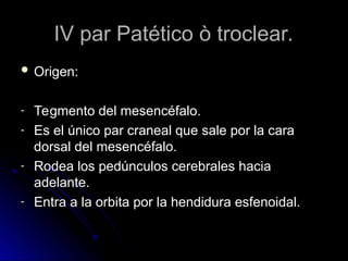 IV par Patético ò troclear.
IV par Patético ò troclear.
 Origen:
Origen:
- Tegmento del mesencéfalo.
Tegmento del mesencéfalo.
- Es el único par craneal que sale por la cara
Es el único par craneal que sale por la cara
dorsal del mesencéfalo.
dorsal del mesencéfalo.
- Rodea los pedúnculos cerebrales hacia
Rodea los pedúnculos cerebrales hacia
adelante.
adelante.
- Entra a la orbita por la hendidura esfenoidal.
Entra a la orbita por la hendidura esfenoidal.
 