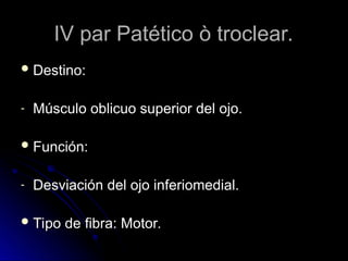 IV par Patético ò troclear.
IV par Patético ò troclear.
 Destino:
Destino:
- Músculo oblicuo superior del ojo.
Músculo oblicuo superior del ojo.
 Función:
Función:
- Desviación del ojo inferiomedial.
Desviación del ojo inferiomedial.
 Tipo de fibra: Motor.
Tipo de fibra: Motor.
 