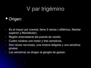 V par trigémino
V par trigémino
 Origen:
Origen:
- Es el mayor par craneal, tiene 3 ramas ( oftálmico, Maxilar
Es el mayor par craneal, tiene 3 ramas ( oftálmico, Maxilar
superior y Mandibular).
superior y Mandibular).
- Región anterolateral del puente de varolio.
Región anterolateral del puente de varolio.
- Cuatro núcleos uno motor y tres sensitivos.
Cuatro núcleos uno motor y tres sensitivos.
- Dos raíces nerviosas, una motora delgada y una sensitiva
Dos raíces nerviosas, una motora delgada y una sensitiva
gruesa.
gruesa.
- Las sensitivas se dirigen al ganglio de gasser.
Las sensitivas se dirigen al ganglio de gasser.
 
