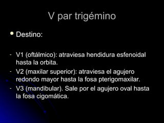 V par trigémino
V par trigémino
 Destino:
Destino:
- V1 (oftálmico): atraviesa hendidura esfenoidal
V1 (oftálmico): atraviesa hendidura esfenoidal
hasta la orbita.
hasta la orbita.
- V2 (maxilar superior): atraviesa el agujero
V2 (maxilar superior): atraviesa el agujero
redondo mayor hasta la fosa pterigomaxilar.
redondo mayor hasta la fosa pterigomaxilar.
- V3 (mandibular). Sale por el agujero oval hasta
V3 (mandibular). Sale por el agujero oval hasta
la fosa cigomática.
la fosa cigomática.
 