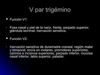 V par trigémino
V par trigémino
 Función V1:
Función V1:
- Fosa nasal y piel de la nariz, frente, parpado superior,
Fosa nasal y piel de la nariz, frente, parpado superior,
glándula lacrimal, inervación sensitiva.
glándula lacrimal, inervación sensitiva.
 Función V2:
Función V2:
- Inervación sensitiva de duramadre craneal, región malar
Inervación sensitiva de duramadre craneal, región malar
y temporal, encía en molares, premolares superiores,
y temporal, encía en molares, premolares superiores,
caninos e incisivos superiores, parpado inferior, mucosa
caninos e incisivos superiores, parpado inferior, mucosa
nasal inferior, labio superior, paladar.
nasal inferior, labio superior, paladar.
 