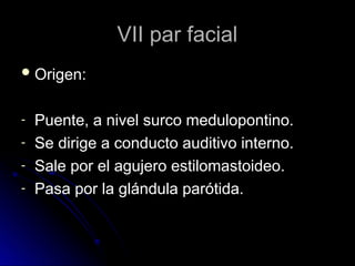 VII par facial
VII par facial
 Origen:
Origen:
- Puente, a nivel surco medulopontino.
Puente, a nivel surco medulopontino.
- Se dirige a conducto auditivo interno.
Se dirige a conducto auditivo interno.
- Sale por el agujero estilomastoideo.
Sale por el agujero estilomastoideo.
- Pasa por la glándula parótida.
Pasa por la glándula parótida.
 