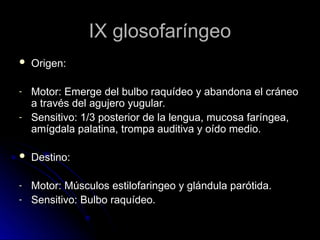 IX glosofaríngeo
IX glosofaríngeo
 Origen:
Origen:
- Motor: Emerge del bulbo raquídeo y abandona el cráneo
Motor: Emerge del bulbo raquídeo y abandona el cráneo
a través del agujero yugular.
a través del agujero yugular.
- Sensitivo: 1/3 posterior de la lengua, mucosa faríngea,
Sensitivo: 1/3 posterior de la lengua, mucosa faríngea,
amígdala palatina, trompa auditiva y oído medio.
amígdala palatina, trompa auditiva y oído medio.
 Destino:
Destino:
- Motor: Músculos estilofaringeo y glándula parótida.
Motor: Músculos estilofaringeo y glándula parótida.
- Sensitivo: Bulbo raquídeo.
Sensitivo: Bulbo raquídeo.
 
