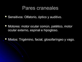 Pares craneales
Pares craneales
 Sensitivos: Olfatorio, óptico y auditivo.
Sensitivos: Olfatorio, óptico y auditivo.
 Motores: motor ocular común, patético, motor
Motores: motor ocular común, patético, motor
ocular externo, espinal e hipogloso.
ocular externo, espinal e hipogloso.
 Mixtos: Trigémino, facial, glosofaríngeo y vago.
Mixtos: Trigémino, facial, glosofaríngeo y vago.
 