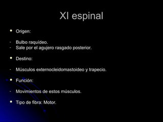 XI espinal
XI espinal
 Origen:
Origen:
- Bulbo raquídeo.
Bulbo raquídeo.
- Sale por el agujero rasgado posterior.
Sale por el agujero rasgado posterior.
 Destino:
Destino:
- Músculos externocleidomastoideo y trapecio.
Músculos externocleidomastoideo y trapecio.
 Función:
Función:
- Movimientos de estos músculos.
Movimientos de estos músculos.
 Tipo de fibra: Motor.
Tipo de fibra: Motor.
 