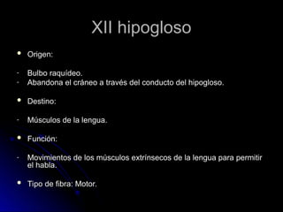XII hipogloso
XII hipogloso
 Origen:
Origen:
- Bulbo raquídeo.
Bulbo raquídeo.
- Abandona el cráneo a través del conducto del hipogloso.
Abandona el cráneo a través del conducto del hipogloso.
 Destino:
Destino:
- Músculos de la lengua.
Músculos de la lengua.
 Función:
Función:
- Movimientos de los músculos extrínsecos de la lengua para permitir
Movimientos de los músculos extrínsecos de la lengua para permitir
el habla.
el habla.
 Tipo de fibra: Motor.
Tipo de fibra: Motor.
 