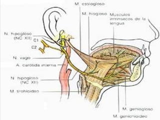 parescraneales-120925195627-phpapp02.ppt