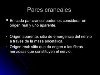 Pares craneales
Pares craneales
 En cada par craneal podemos considerar un
En cada par craneal podemos considerar un
origen real y uno aparente.
origen real y uno aparente.
- Origen aparente: sitio de emergencia del nervio
Origen aparente: sitio de emergencia del nervio
a través de la masa encefálica.
a través de la masa encefálica.
- Origen real: sitio que da origen a las fibras
Origen real: sitio que da origen a las fibras
nerviosas que constituyen el nervio.
nerviosas que constituyen el nervio.
 