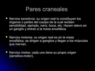 Pares craneales
Pares craneales
 Nervios sensitivos: su origen real lo constituyen los
Nervios sensitivos: su origen real lo constituyen los
órganos o partes del cuerpo de la cual reciben
órganos o partes del cuerpo de la cual reciben
sensibilidad, ejemplo, nariz, boca, etc. Hacen relevo en
sensibilidad, ejemplo, nariz, boca, etc. Hacen relevo en
un ganglio y entran a la masa encefálica.
un ganglio y entran a la masa encefálica.
 Nervios motores: su origen real es en la masa
Nervios motores: su origen real es en la masa
encefálica, se dirigen a ganglios y llegan a los músculos
encefálica, se dirigen a ganglios y llegan a los músculos
que inervan.
que inervan.
 Nervios mixtos: cada uno tiene su propio origen
Nervios mixtos: cada uno tiene su propio origen
(sensitivo-motor).
(sensitivo-motor).
 