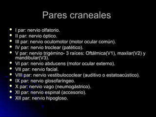 Pares craneales
Pares craneales
 I par: nervio olfatorio.
I par: nervio olfatorio.
 II par: nervio óptico.
II par: nervio óptico.
 III par: nervio oculomotor (motor ocular común).
III par: nervio oculomotor (motor ocular común).
 IV par: nervio troclear (patético).
IV par: nervio troclear (patético).
 V par: nervio trigémino- 3 raíces: Oftálmica(V1), maxilar(V2) y
V par: nervio trigémino- 3 raíces: Oftálmica(V1), maxilar(V2) y
mandibular(V3).
mandibular(V3).
 VI par: nervio abducens (motor ocular externo).
VI par: nervio abducens (motor ocular externo).
 VII par: nervio facial.
VII par: nervio facial.
 VIII par: nervio vestibulococlear (auditivo o estatoacústico).
VIII par: nervio vestibulococlear (auditivo o estatoacústico).
 IX par: nervio glosofaríngeo.
IX par: nervio glosofaríngeo.
 X par: nervio vago (neumogástrico).
X par: nervio vago (neumogástrico).
 XI par: nervio espinal (accesorio).
XI par: nervio espinal (accesorio).
 XII par: nervio hipogloso.
XII par: nervio hipogloso.
 