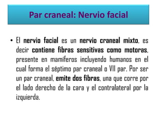 Par craneal: Nervio facial
• El nervio facial es un nervio craneal mixto, es
decir contiene fibras sensitivas como motoras,
presente en mamíferos incluyendo humanos en el
cual forma el séptimo par craneal o VII par. Por ser
un par craneal, emite dos fibras, una que corre por
el lado derecho de la cara y el contralateral por la
izquierda.

 
