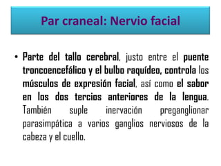 Par craneal: Nervio facial
• Parte del tallo cerebral, justo entre el puente
troncoencefálico y el bulbo raquídeo, controla los
músculos de expresión facial, así como el sabor
en los dos tercios anteriores de la lengua.
También
suple
inervación
preganglionar
parasimpática a varios ganglios nerviosos de la
cabeza y el cuello.

 