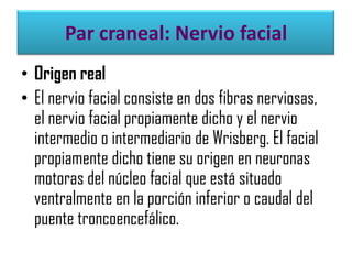Par craneal: Nervio facial
• Origen real
• El nervio facial consiste en dos fibras nerviosas,
el nervio facial propiamente dicho y el nervio
intermedio o intermediario de Wrisberg. El facial
propiamente dicho tiene su origen en neuronas
motoras del núcleo facial que está situado
ventralmente en la porción inferior o caudal del
puente troncoencefálico.

 