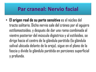 Par craneal: Nervio facial
• El origen real de su parte sensitiva es el núcleo del
tracto solitario. Dicho nervio sale del cráneo por el agujero
estilomastoideo, y después de dar una rama combinada al
vientre posterior del músculo digástrico y al estiloideo, se
dirige hacia el centro de la glándula parótida (la glándula
salival ubicada delante de la oreja), sigue en el plano de la
fascia y divide la glándula parótida en porciones superficial
y profunda.

 