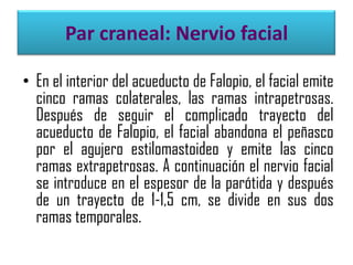 Par craneal: Nervio facial
• En el interior del acueducto de Falopio, el facial emite
cinco ramas colaterales, las ramas intrapetrosas.
Después de seguir el complicado trayecto del
acueducto de Falopio, el facial abandona el peñasco
por el agujero estilomastoideo y emite las cinco
ramas extrapetrosas. A continuación el nervio facial
se introduce en el espesor de la parótida y después
de un trayecto de 1-1,5 cm, se divide en sus dos
ramas temporales.

 
