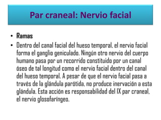 Par craneal: Nervio facial
• Ramas
• Dentro del canal facial del hueso temporal, el nervio facial
forma el ganglio geniculado. Ningún otro nervio del cuerpo
humano pasa por un recorrido constituido por un canal
óseo de tal longitud como el nervio facial dentro del canal
del hueso temporal. A pesar de que el nervio facial pasa a
través de la glándula parótida, no produce inervación a esta
glándula. Esta acción es responsabilidad del IX par craneal,
el nervio glosofaríngeo.

 