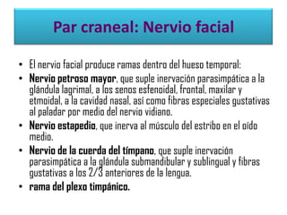 Par craneal: Nervio facial
• El nervio facial produce ramas dentro del hueso temporal:
• Nervio petroso mayor, que suple inervación parasimpática a la
glándula lagrimal, a los senos esfenoidal, frontal, maxilar y
etmoidal, a la cavidad nasal, así como fibras especiales gustativas
al paladar por medio del nervio vidiano.
• Nervio estapedio, que inerva al músculo del estribo en el oído
medio.
• Nervio de la cuerda del tímpano, que suple inervación
parasimpática a la glándula submandibular y sublingual y fibras
gustativas a los 2/3 anteriores de la lengua.
• rama del plexo timpánico.

 