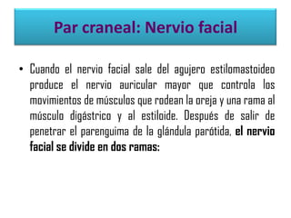 Par craneal: Nervio facial
• Cuando el nervio facial sale del agujero estilomastoideo
produce el nervio auricular mayor que controla los
movimientos de músculos que rodean la oreja y una rama al
músculo digástrico y al estiloide. Después de salir de
penetrar el parenguima de la glándula parótida, el nervio
facial se divide en dos ramas:

 