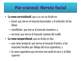 Par craneal: Nervio facial
• La rama cervicofacial, que a su vez se divide en:
– bucal, que inerva el músculo buccinador y el orbicular de los
labios
– mandibular, que inerva al músculo masetero, y
– cervical, que inerva al músculo cutáneo del cuello
• La rama temporofacial, que se divide en dos:
– una rama temporal, que inerva al músculo frontal y a los
músculos faciales por debajo del arco cigomático, y
– la rama cigomática que termina inervando la nariz y el labio
superior.

 