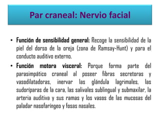 Par craneal: Nervio facial
• Función de sensibilidad general: Recoge la sensibilidad de la
piel del dorso de la oreja (zona de Ramsay-Hunt) y para el
conducto auditivo externo.
• Función motora visceral: Porque forma parte del
parasimpático craneal al poseer fibras secretoras y
vasodilatadoras, inervar las glándula lagrimales, las
sudoríparas de la cara, las salivales sublingual y submaxilar, la
arteria auditiva y sus ramas y los vasos de las mucosas del
paladar nasofaríngeo y fosas nasales.

 