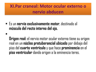 XI.Par craneal: Motor ocular externo o
nervio abducen
 Es un nervio exclusivamente motor, destinado al
músculo del recto interno del ojo.

Origen real: el nervio motor ocular externo tiene su origen
real en un núcleo protuberancial ubicado por debajo del
piso del cuarto ventrículo y que hace prominencia en el
piso ventricular dando origen a la eminencia teres.

 