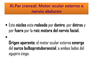 XI.Par craneal: Motor ocular externo o
nervio abducen
 Este núcleo esta rodeado por dentro, por detras y
por fuera por la raíz motora del nervio facial.

Origen aparente: el motor ocular externo emerge
del surco bulboprotuberancial, a ambos lados del
agujero ciego.

 
