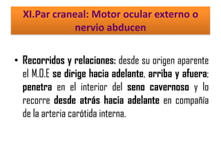 XI.Par craneal: Motor ocular externo o
nervio abducen
• Recorridos y relaciones: desde su origen aparente
el M.O.E se dirige hacia adelante, arriba y afuera;
penetra en el interior del seno cavernoso y lo
recorre desde atrás hacia adelante en compañía
de la arteria carótida interna.

 