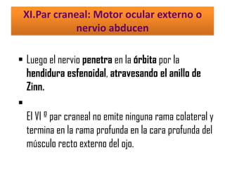 XI.Par craneal: Motor ocular externo o
nervio abducen
 Luego el nervio penetra en la órbita por la
hendidura esfenoidal, atravesando el anillo de
Zinn.

El VI º par craneal no emite ninguna rama colateral y
termina en la rama profunda en la cara profunda del
músculo recto externo del ojo.

 