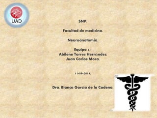 SNP. 
Facultad de medicina. 
Neuroanatomía. 
Equipo 6 : 
Abilene Torres Hernández 
Juan Carlos Mora. 
11-09-2014. 
Dra. Blanca García de la Cadena. 
 