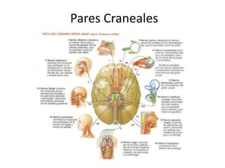 Pares Craneales
 