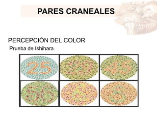PARES CRANEALES
PERCEPCIÓN DEL COLOR
Prueba de Ishihara
 