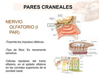 PARES CRANEALES
NERVIO
OLFATORIO (I
PAR)
•Trasmite los impulsos olfativos.
•Tipo de fibra: Es meramente
sensitiva.
•Células bipolares del tracto
olfatorio, en el epitelio olfatorio
en los cornetes superiores de la
cavidad nasal.
 