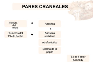 PARES CRANEALES
AnosmiaPérdida
del
olfato
Anosmia
unilateral
Tumores del
lóbulo frontal
Atrofia óptica
Edema de la
papila
Sx de Foster
Kennedy
 