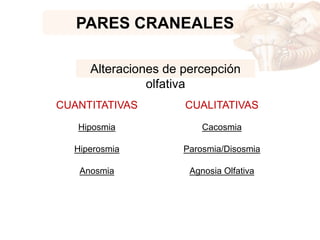 PARES CRANEALES
CUANTITATIVAS
Hiposmia
Hiperosmia
Anosmia
Alteraciones de percepción
olfativa
CUALITATIVAS
Cacosmia
Parosmia/Disosmia
Agnosia Olfativa
 