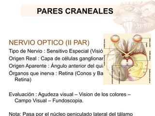 PARES CRANEALES
NERVIO OPTICO (II PAR)
Tipo de Nervio : Sensitivo Especial (Visión)
Origen Real : Capa de células ganglionares de la retina .
Origen Aparente : Ángulo anterior del quiasma óptico .
Órganos que inerva : Retina (Conos y Bastones de la
Retina)
Evaluación : Agudeza visual – Vision de los colores –
Campo Visual – Fundoscopia.
Nota: Pasa por el núcleo geniculado lateral del tálamo
 