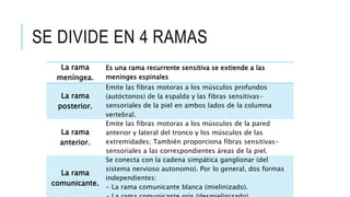 SE DIVIDE EN 4 RAMAS
La rama
meníngea.
Es una rama recurrente sensitiva se extiende a las
meninges espinales
La rama
posterior.
Emite las fibras motoras a los músculos profundos
(autóctonos) de la espalda y las fibras sensitivas-
sensoriales de la piel en ambos lados de la columna
vertebral.
La rama
anterior.
Emite las fibras motoras a los músculos de la pared
anterior y lateral del tronco y los músculos de las
extremidades; También proporciona fibras sensitivas-
sensoriales a las correspondientes áreas de la piel.
La rama
comunicante.
Se conecta con la cadena simpática ganglionar (del
sistema nervioso autonomo). Por lo general, dos formas
independientes:
- La rama comunicante blanca (mielinizado).
 