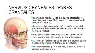NERVIOS CRANEALES / PARES
CRANEALES
La medula espinal y los 12 pares craneales se
conectan con el encéfalo, para formar el centro de
control del cuerpo.
Estos son los que envían información sensorial
procedente del cuello y la cabeza hacia el sistema
nervioso central.
Reciben órdenes motoras para el control de la
musculatura esquelética del cuello y la cabeza.
Atraviesan forámenes de la base del cráneo con la
finalidad de inervar diferentes estructuras.
Distribuyéndose por la cabeza, el cuello, el tórax
viseras y el abdomen.
 