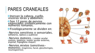 PARES CRANEALES
Inervan la cabeza, cuello,
vísceras tórax y abdomen.
Son 12 pares de nervios
expresados simbólicamente con
números romanos.
Fisiológicamente se dividen en:
-Nervios sensitivos o sensoriales.
(olfatorio, óptico y auditivo)
-Nervios motores. ( motor ocular
común, patético, motor ocular externo,
espinal, hipogloso mayor)
-Nervios mixtos (sensitivos-
motores). (trigémino, facial, glosofaríngeo,
neumogástrico).
 