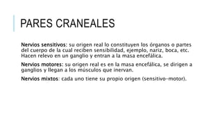 PARES CRANEALES
Nervios sensitivos: su origen real lo constituyen los órganos o partes
del cuerpo de la cual reciben sensibilidad, ejemplo, nariz, boca, etc.
Hacen relevo en un ganglio y entran a la masa encefálica.
Nervios motores: su origen real es en la masa encefálica, se dirigen a
ganglios y llegan a los músculos que inervan.
Nervios mixtos: cada uno tiene su propio origen (sensitivo-motor).
 