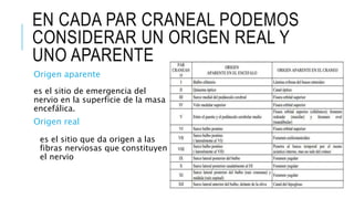 EN CADA PAR CRANEAL PODEMOS
CONSIDERAR UN ORIGEN REAL Y
UNO APARENTE
Origen aparente
es el sitio de emergencia del
nervio en la superficie de la masa
encefálica.
Origen real
es el sitio que da origen a las
fibras nerviosas que constituyen
el nervio
 
