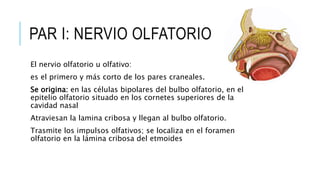 PAR I: NERVIO OLFATORIO
El nervio olfatorio u olfativo:
es el primero y más corto de los pares craneales.
Se origina: en las células bipolares del bulbo olfatorio, en el
epitelio olfatorio situado en los cornetes superiores de la
cavidad nasal
Atraviesan la lamina cribosa y llegan al bulbo olfatorio.
Trasmite los impulsos olfativos; se localiza en el foramen
olfatorio en la lámina cribosa del etmoides
 