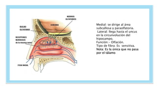 Medial: se dirige al área
subcallosa y paraolfatoria.
Lateral: llega hasta el uncus
en la circunvolución del
hipocampo.
Función:- Olfación.
Tipo de fibra: Es sensitiva.
Nota: Es la única que no pasa
por el tálamo
 